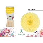 Gerbera GR Full Moon*15