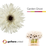 Gerbera GS Garden Ghost*10
