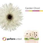 Gerbera GS Garden Ghost*10