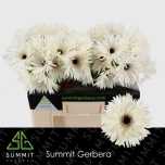 Gerbera GS Garden Ghost*10