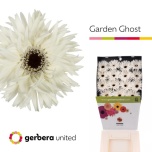 Gerbera GS Garden Ghost*15