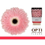 Gerbera Graceland*15