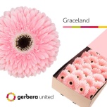 Gerbera GR Graceland*25