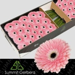 Gerbera GR Graceland*25