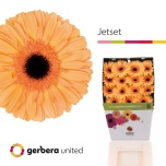 Gerbera GR Jetset*15