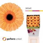 Gerbera GR Jetset*15