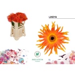 Gerbera Lindya*10