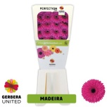 Gerbera Madeira*15