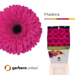 Gerbera GR Madeira*15