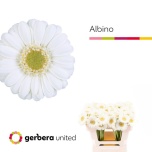 Gerbera MINI Albino*20