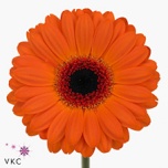 Gerbera MINI Allure Diamond*20