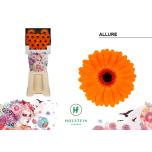 Gerbera MINI Allure Diamond*20