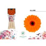 Gerbera MINI Allure*20