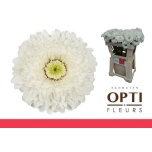 Gerbera MB Amando*20