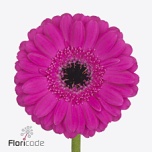 Gerbera MINI Anna Diamond*20