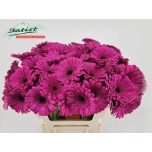 Gerbera MINI Anna*20