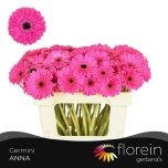 Gerbera MINI Anna*20