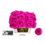 Gerbera MINI Anna*20