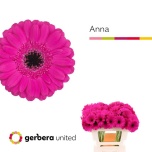 Gerbera MINI Anna*20
