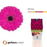 Gerbera MINI Anna Diamond*20