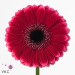 Gerbera MINI Arabel Diamond*20