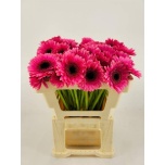 Gerbera MINI Arabel Diamond*20