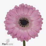 Gerbera MINI Bentley*20