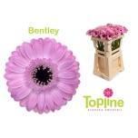 Gerbera MINI Bentley*20