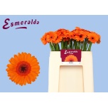 Gerbera MINI Bison*20