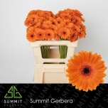 Gerbera MINI Bison*20