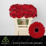 Gerbera MINI Black Tie*20