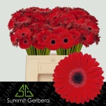 Gerbera MINI Black Tie*20