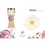 Gerbera MS Brocade*20