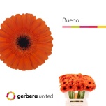 Gerbera MINI Bueno*20