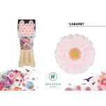 Gerbera MINI Diamond Cabaret*20