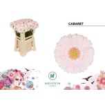 Gerbera MINI Cabaret*20