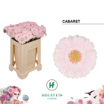 Gerbera MINI Cabaret*20