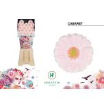 Gerbera MINI Cabaret Diamond*20