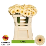 Gerbera mini Cafe*20