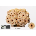 Gerbera mini Cafe*20