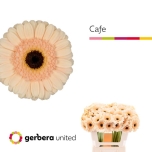 Gerbera MINI Cafe*20