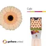 Gerbera MINI Cafe*20