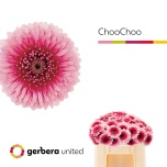 Gerbera mini Choochoo*20