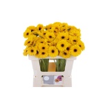 Gerbera mini Delmonte