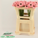 Gerbera MINI Dixon*20