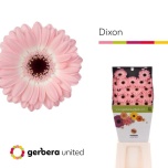 Gerbera MINI Diamond Dixon*20