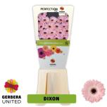 Gerbera MINI Dixon*20