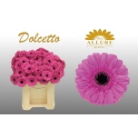 Gerbera MINI Dolcetto*20