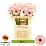 Gerbera mini Duet*30