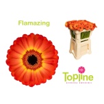 Gerbera MINI Flamazing*20